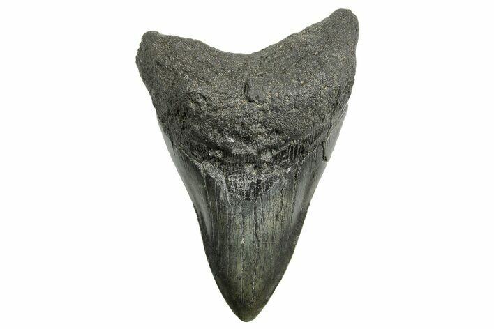Serrated, Fossil Megalodon Tooth - South Carolina #362432